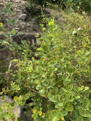 Lespedeza cyrtobotrya, photograph 6