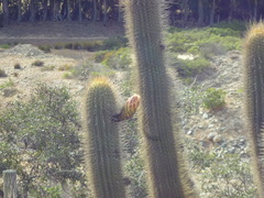 Trichocereus chiloensis litoralis