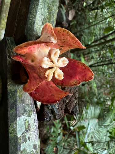 Hoya imperialis Lindl. 4