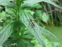 Ptychoptera albimana