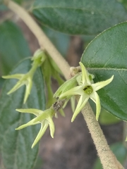 Cestrum strigilatum
