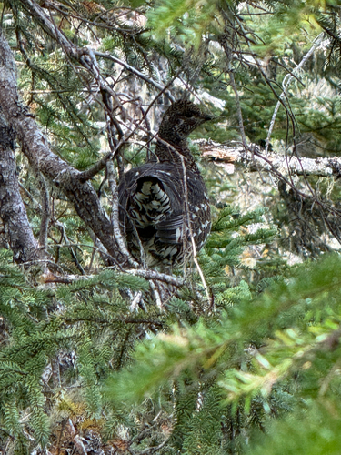 Spruce Grouse