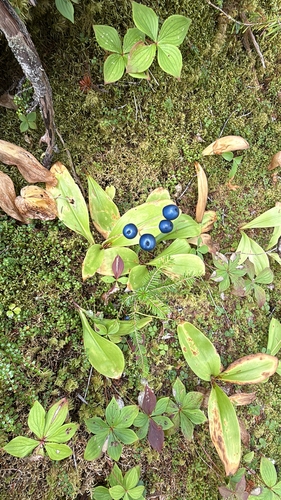 bluebead lily
