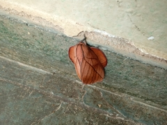 Oiticella convergens