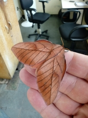 Oiticella convergens