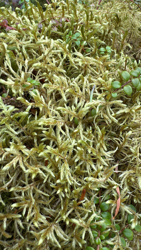 Red-stemmed Feather Moss