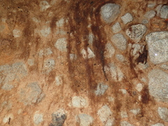 Zygogonium ericetorum