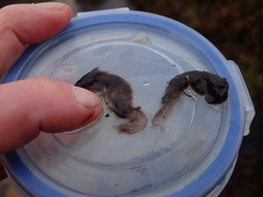 Zygogonium ericetorum