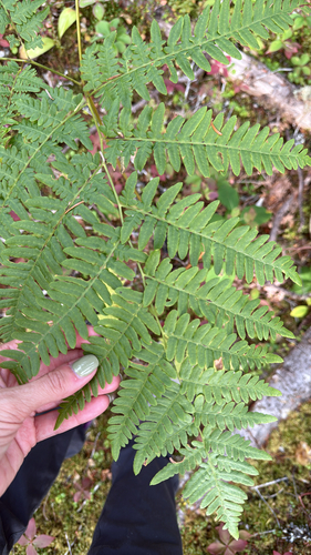 eagle fern