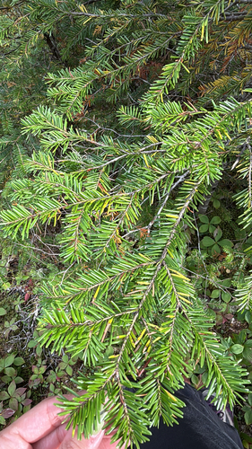 balsam fir