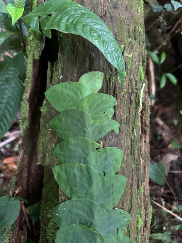 Rhaphidophora korthalsii Schott