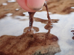 Zygogonium ericetorum