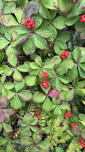 Canadian bunchberry