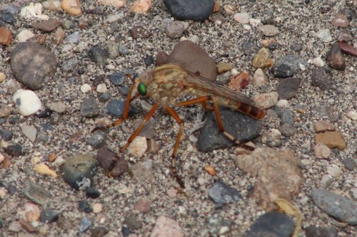 Unknown species found near Owyhee County, ID, USA