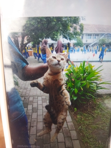 Domestic Cat
