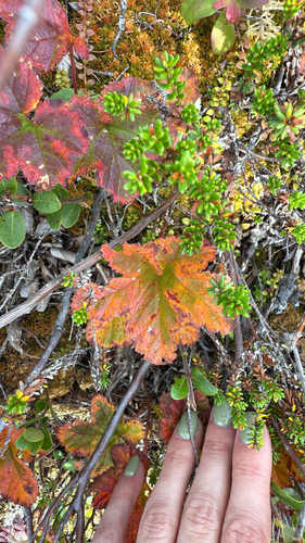 cloudberry