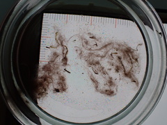 Zygogonium ericetorum