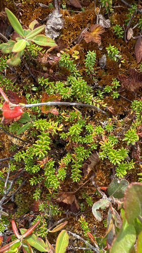 black crowberry