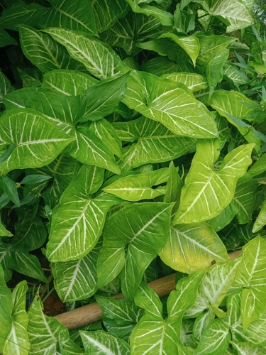 Goosefoot-plant