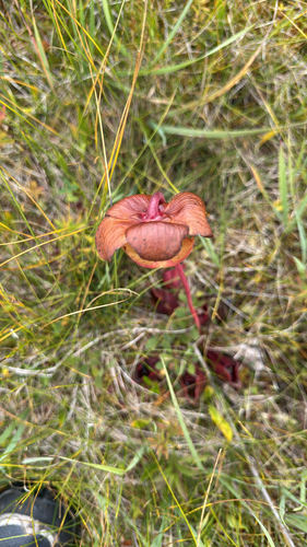 purple pitcher plant