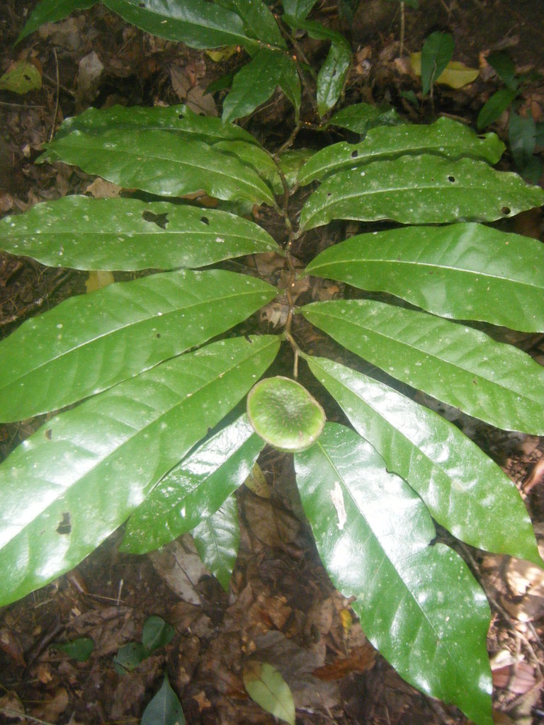 Eupomatia barbata