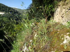 Poa bulbosa vivipara