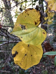 Dioscorea floridana