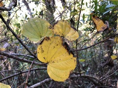 Dioscorea floridana