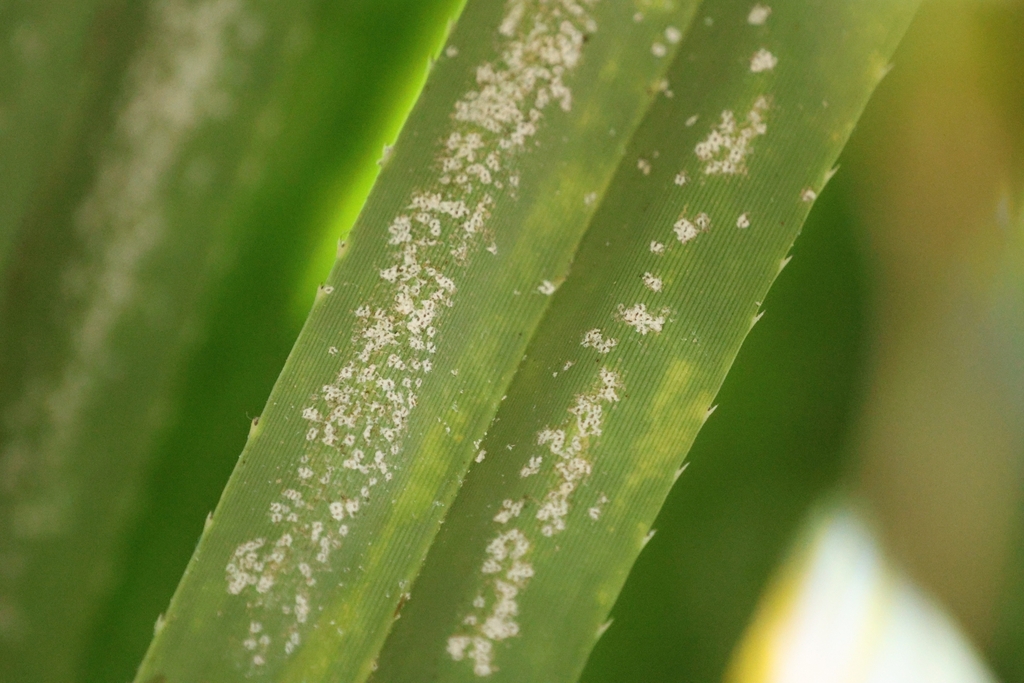 Scale insect