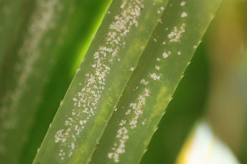 Scale insect