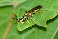 Tenthredo verticalis