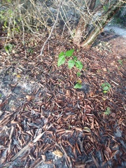 Toxicodendron radicans image