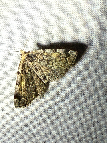 Greater Idia Moth photo 4