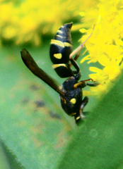 Parancistrocerus pedestris
