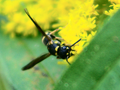 Parancistrocerus pedestris