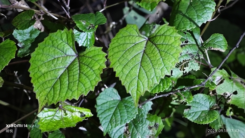 Vitis flexuosa observed 2025-09-18