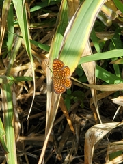 Antillea pelops