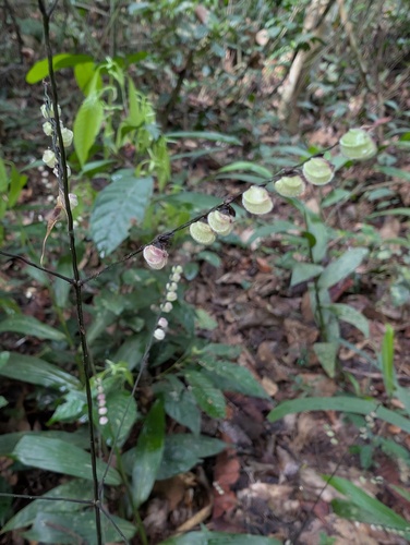 Leptaspis cochleata (Leptaspis zeylanica)