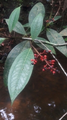 Miconia elegans