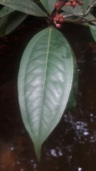 Miconia elegans