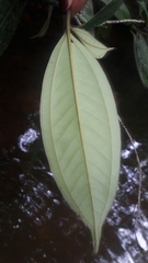 Miconia elegans