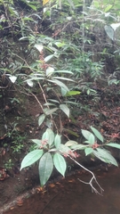 Miconia elegans