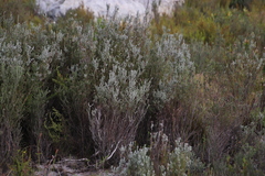 Seriphium cinereum