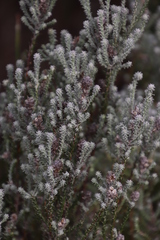 Seriphium cinereum