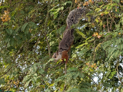 Variegated Squirrel
