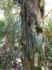 Vittaria lineata image