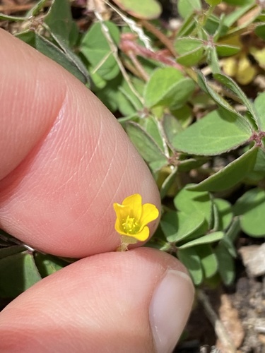 Oxalis corniculata observed 2025-09-18