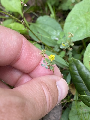 Trifolium dubium observed 2025-09-18