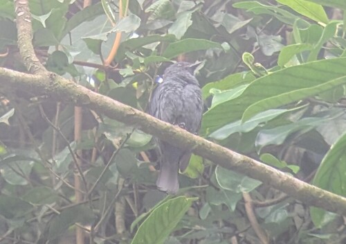 Nimba Flycatcher (Melaenornis annamarulae)