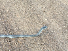 Psammophis leightoni